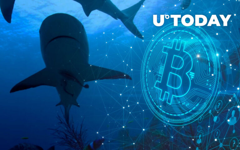 52 000 BTC купили Bitcoin Sharks за останній місяць: звіт 52 000 BTC купили Bitcoin Sharks за останній місяць: звіт