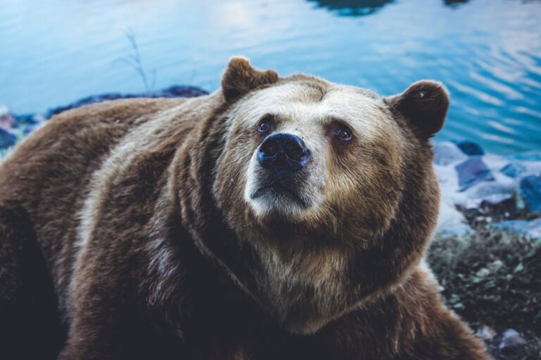 Кити з 1k-10k BTC, які вносять на біржі