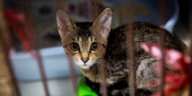 Керівник Гонконгу втратив 4 000 через шахрайство з біткойнами за 3-місячне кошеня Керівник Гонконгу втратив 4 000 через шахрайство з біткойнами за 3-місячне кошеня