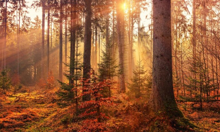 Ринок криптовалют може стати свідком нового краху, якщо біткойн [BTC] падає нижче..