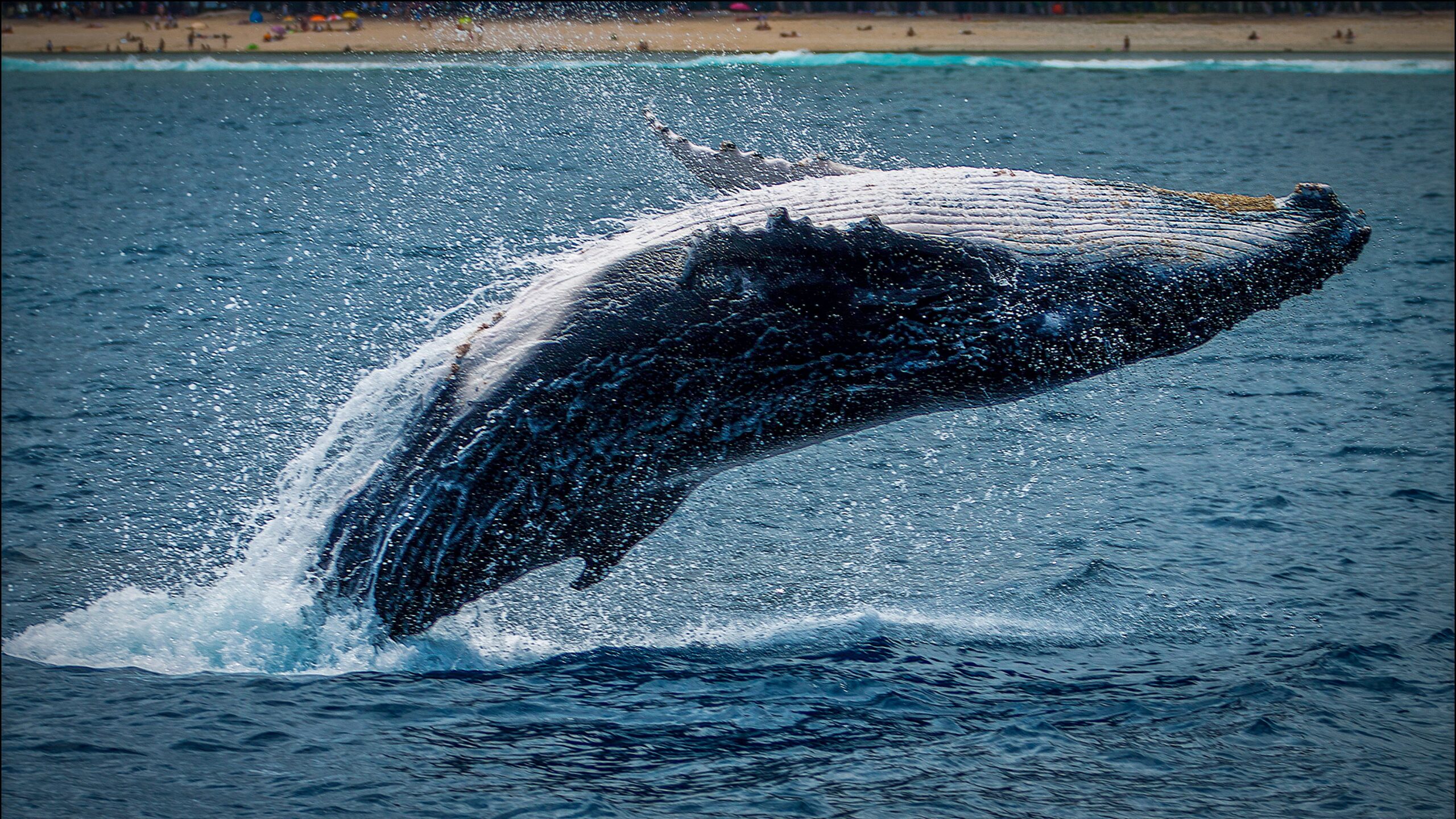 Ведмежий сигнал біткойна: стрибки біржового співвідношення Whale Ведмежий сигнал біткойна: стрибки біржового співвідношення Whale