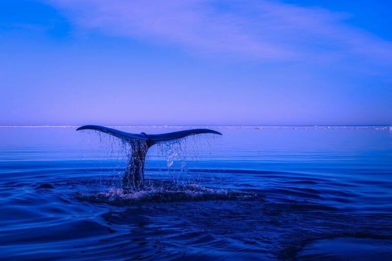 Величезний біткойн-кит переміщує понад 800 мільйонів доларів у BTC зі сплячих гаманців Величезний біткойн-кит переміщує понад 800 мільйонів доларів у BTC зі сплячих гаманців