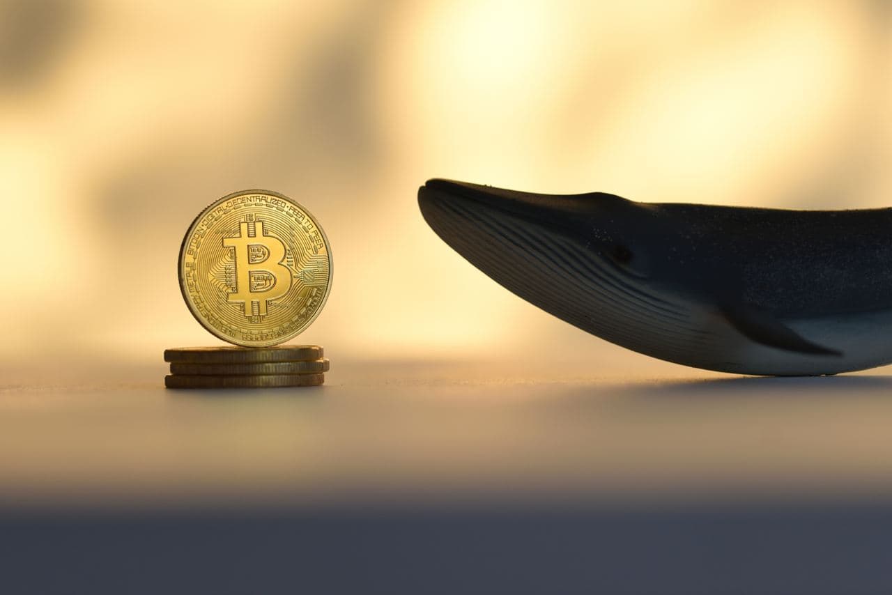 «Ходінг» біткойн-китів викликає надію на відновлення ціни BTC «Ходінг» біткойн-китів викликає надію на відновлення ціни BTC