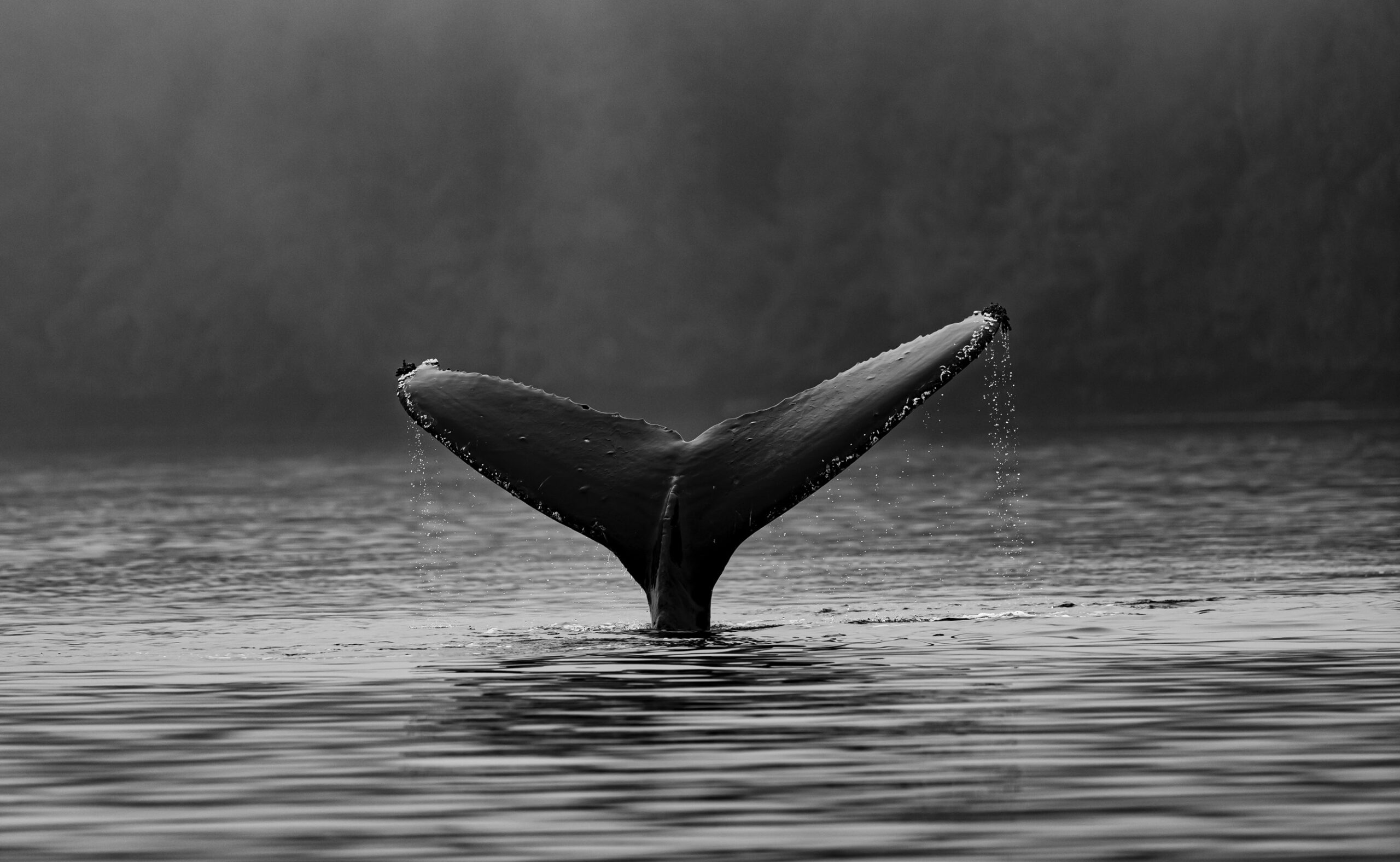 Whales починають 2024 рік із продажу?